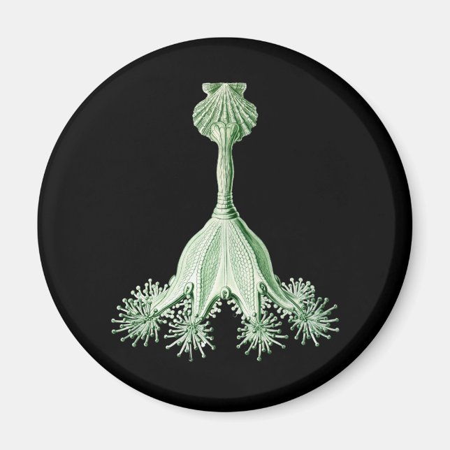 Aimant Méduse (Devant)