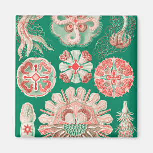 Aimant Méduse, Discomedusae par Ernst Haeckel