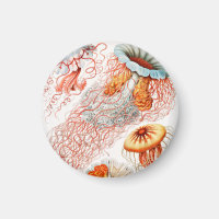Méduse, Discomedusae par Ernst Haeckel