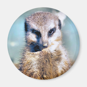 AIMANT MEERKAT