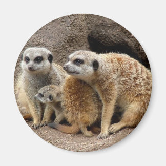 aimant meerkat