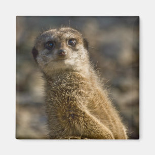 Aimant Meerkat
