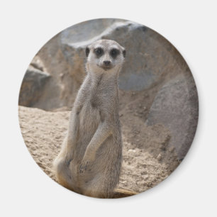 Aimant Meerkat Extraordinaire