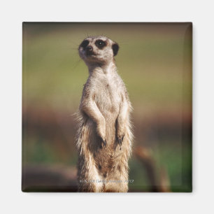 Aimant meerkat mince-coupé la queue