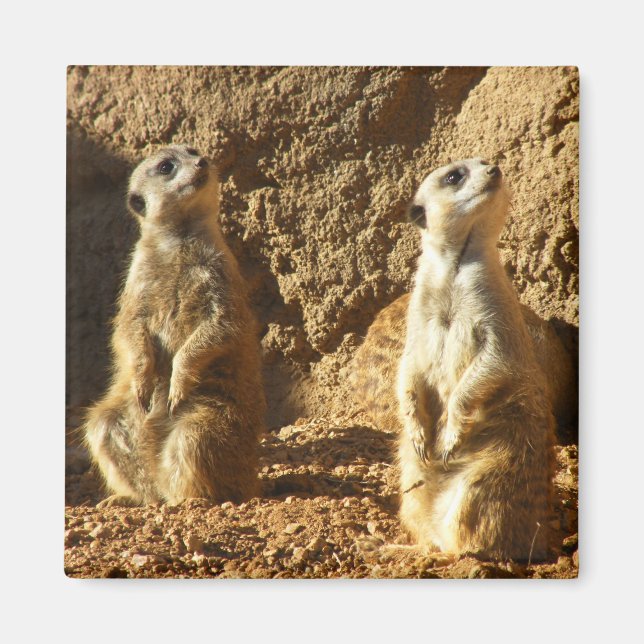 Aimant Meerkats (Devant)