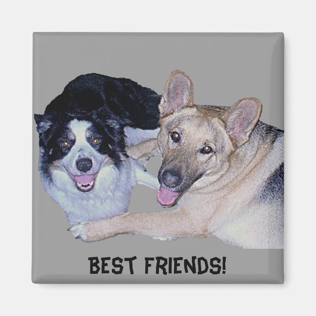 Aimant Meilleurs amis Bordure Collie & Berger allemand (Devant)