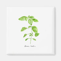 Mélisse eau jardin aquarelle