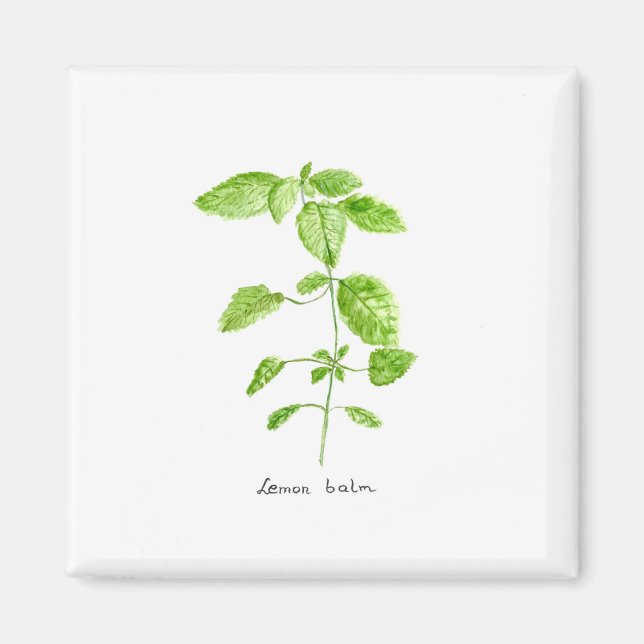 Aimant Mélisse officinale aquarelle jardin (Devant)