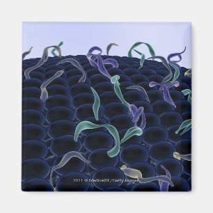Aimant Membrane cellulaire magnifiée