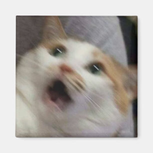 Aimant Mème du chat surpris