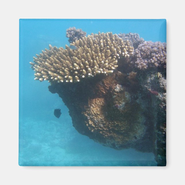 Aimant Mer du corail (Devant)