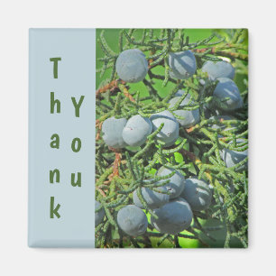 Aimant Merci Spring Pine Berries Photo Appréciation