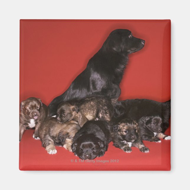 Aimant Mère chien avec chiots (Devant)