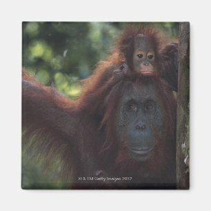 Aimant Mère d'orang-outan avec le bébé