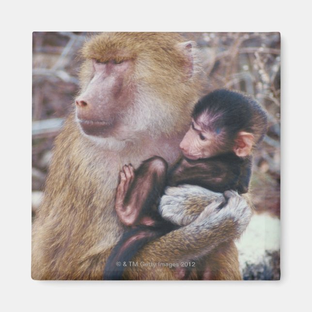 Aimant Mère et bébé babouin (Devant)