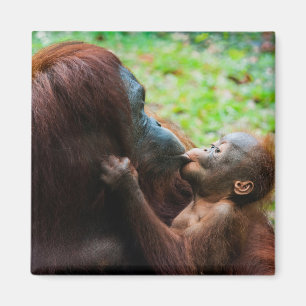 Aimant Mère orang-outan avec bébé
