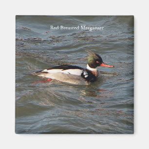 Aimant Merganser à poitrine rouge