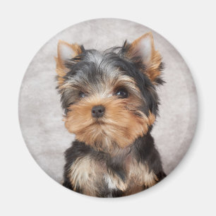 Aimant Merveilleux yorkie