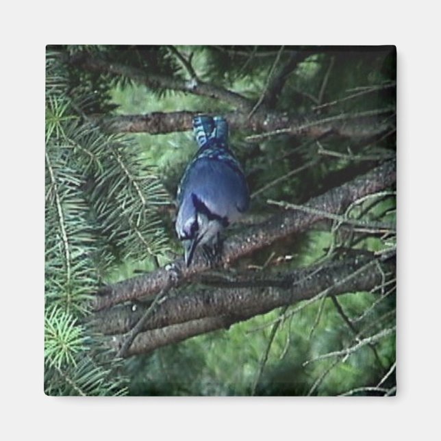 Aimant mes affaires3 013 (Devant)