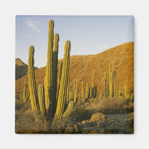 Aimant Mexique, Baja, Père Noël Catalina Island, Mer de