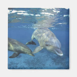 Aimant Mexique, Cozumel. Dauphin en bouteille, Tursiops 5