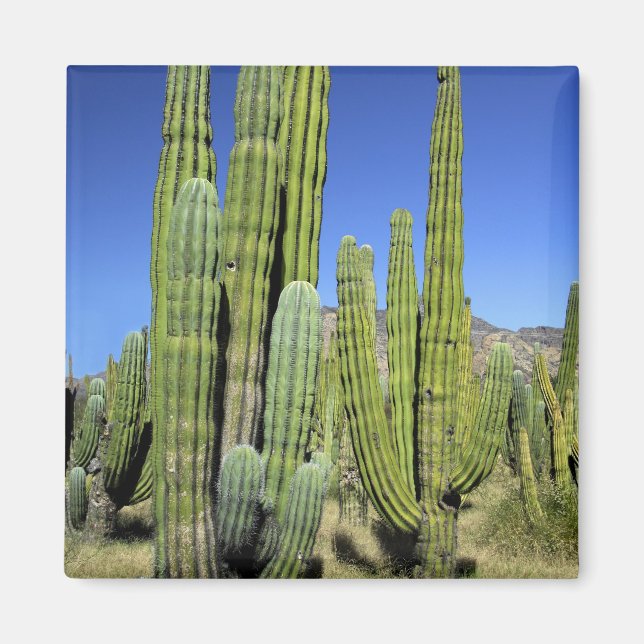 Aimant Mexique, Sonora, San Carlos. Tuyau du Saguaro et d (Devant)