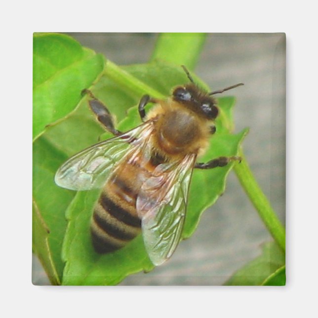 Aimant Miel Bee (Devant)