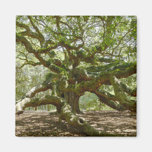 Aimant Mighty Angel Oak