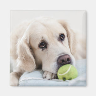 Aimant mignon chien 4