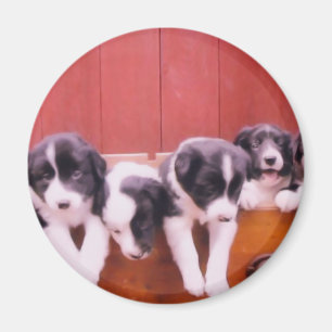 Aimant mignon de chiots de border collie