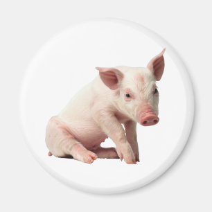 Aimant mignon de porcelet