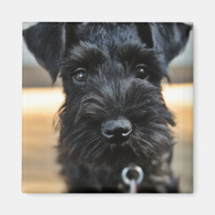 Aimant mignon de Schnauzer miniature