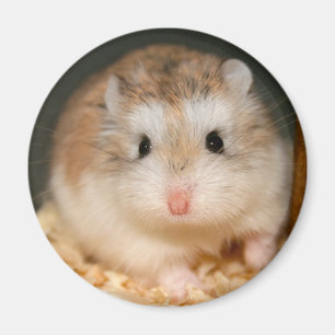 Aimant mignon d'Ickle