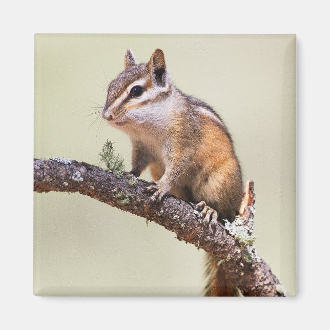 Aimant Mignonne chipmunk (Devant)