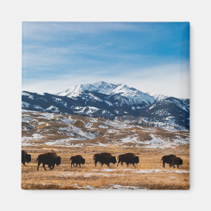 Aimant Migration des bisons