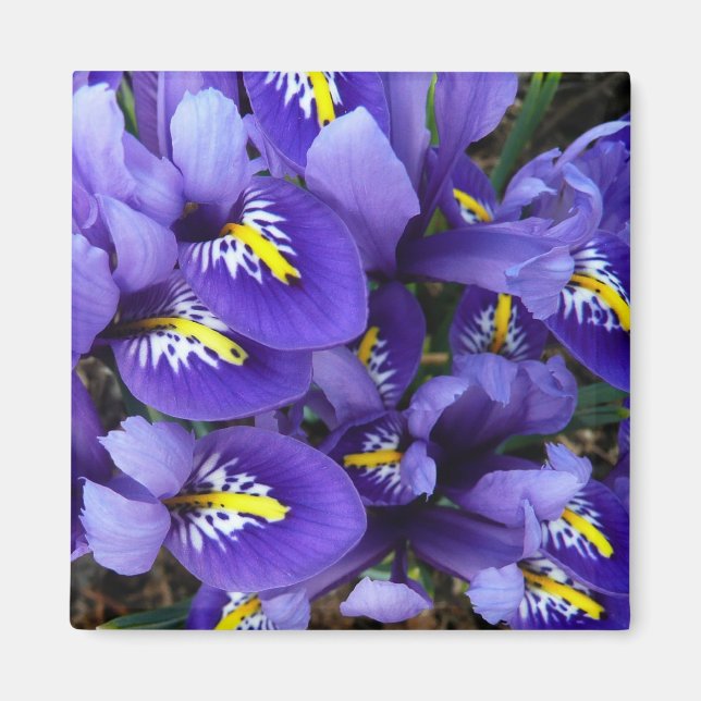 Aimant Miniature Bleu Irises Printemps Floral (Devant)