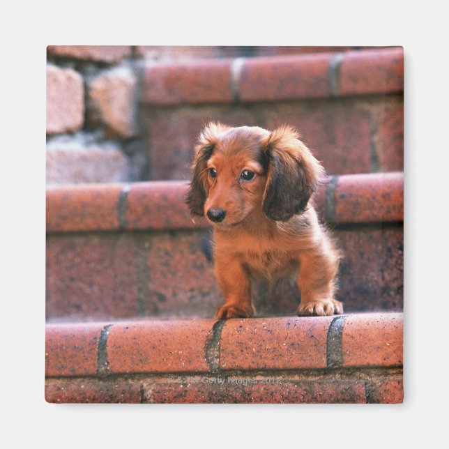 Aimant Miniature Dachshund (Devant)