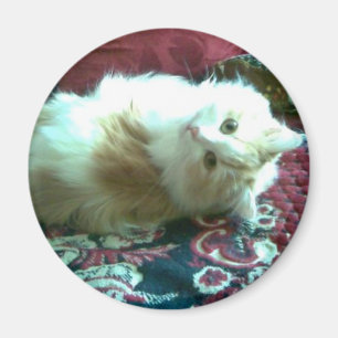 Aimant minou