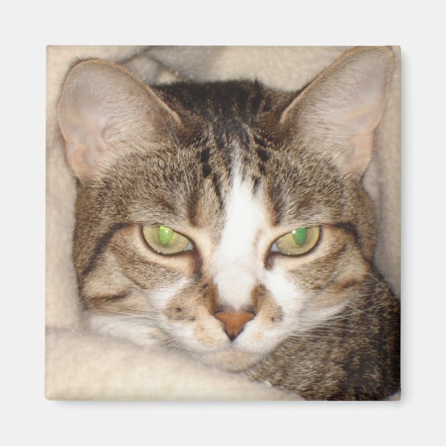 Aimant Miss.Kitty.2010 (Devant)