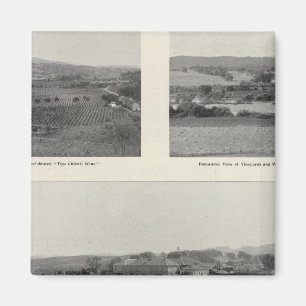 Aimant Model Vineyards, Californie