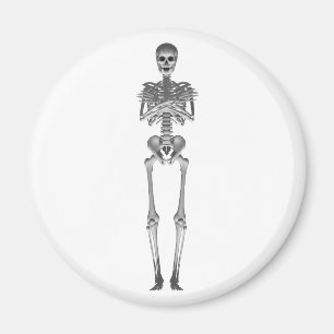 Aimant Modèle squelette 3d :