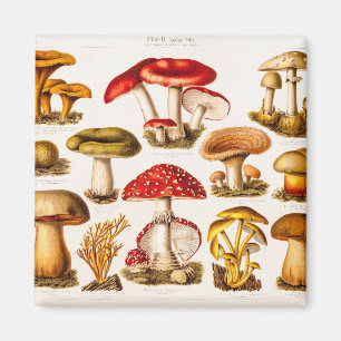 Aimant Modèle vintage de variété de champignon de 1800