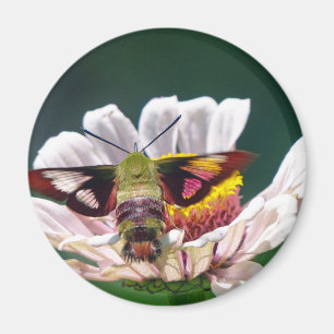 Aimant Mois des colibris