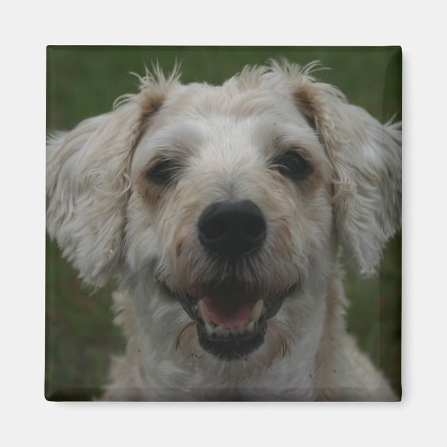 Aimant Mollywog, l'aimant du chien (Devant)