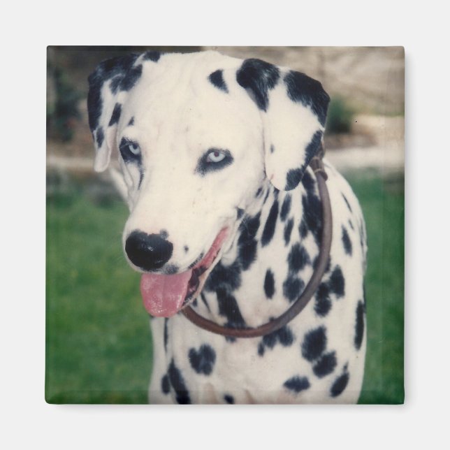 Aimant Mon Ami Pet Téléchargez Votre Propre Photo Personn (Devant)