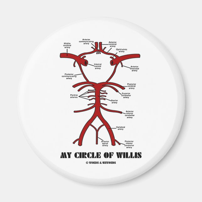Aimant Mon Cercle De Willis (Artères Humour Anatomique) (Devant)