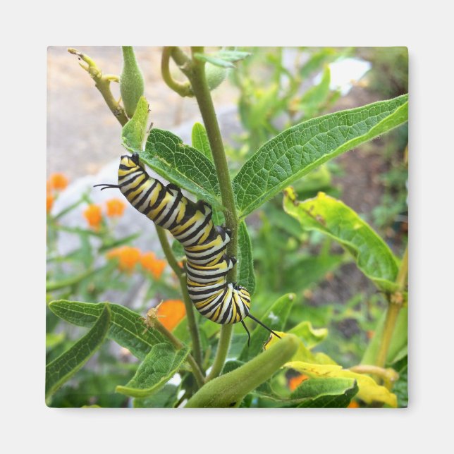 Aimant Monarch Caterpillar (Devant)