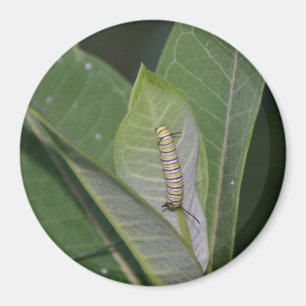 Aimant Monarch Caterpillar