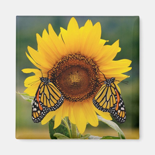 Aimant Monarque Butterfies sur Tournesol (Devant)