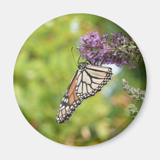Aimant Monarque papillon sur Buddleia pourpre (Devant)